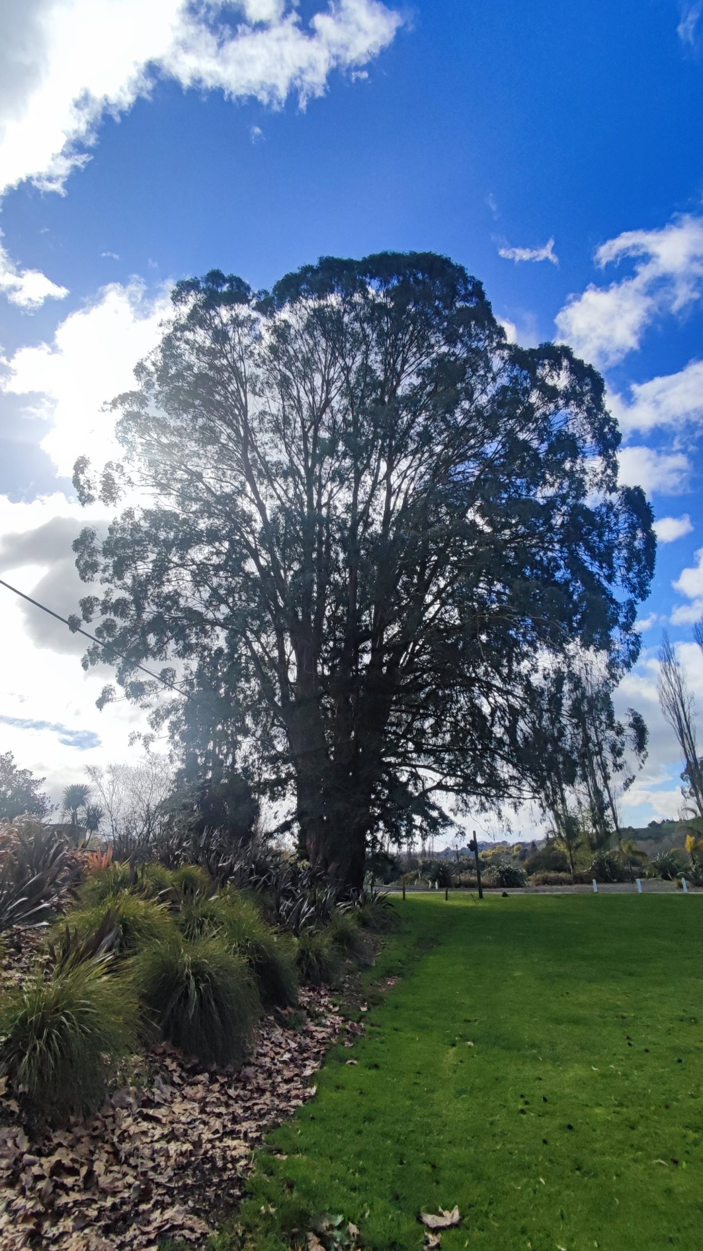 Main Camp Tree